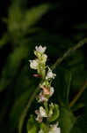 Climbing false buckwheat